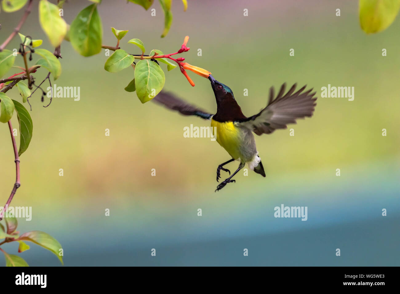 Hummingbird in volo su un fiore Foto Stock