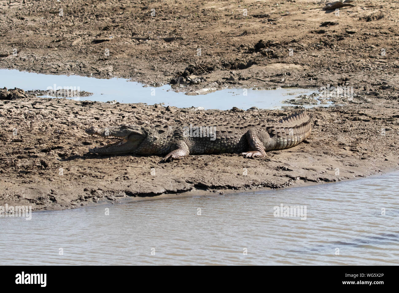 I coccodrilli nei pressi di un fiume Foto Stock