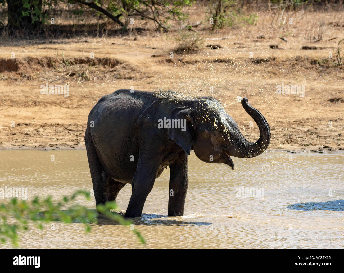 Elephant prende una doccia nel lago Foto Stock