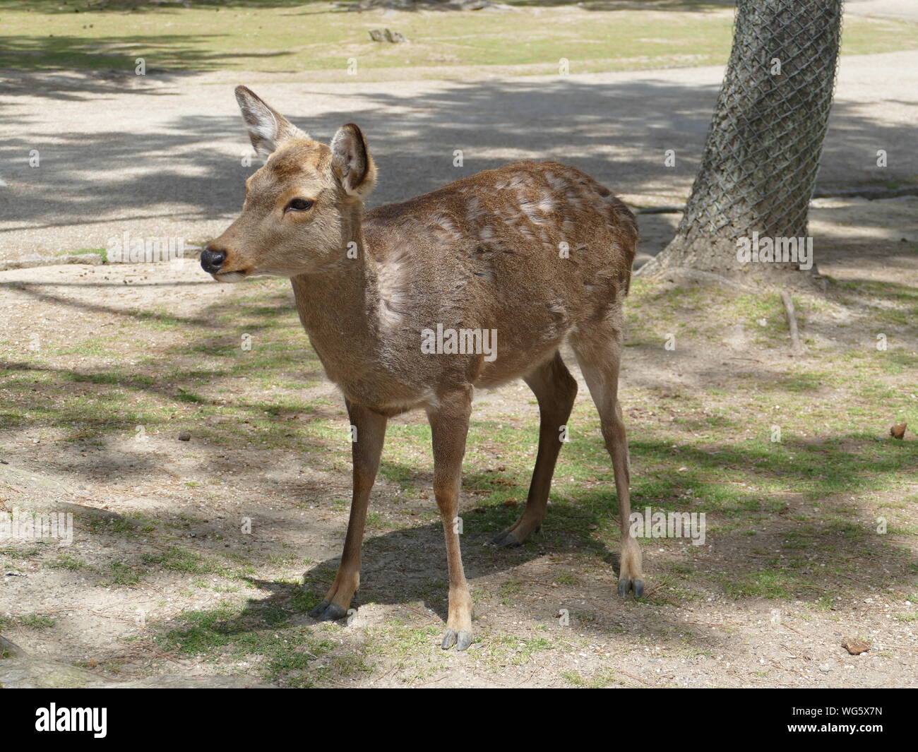 Cervi nel Parco di Nara, Nara, Giappone Foto Stock