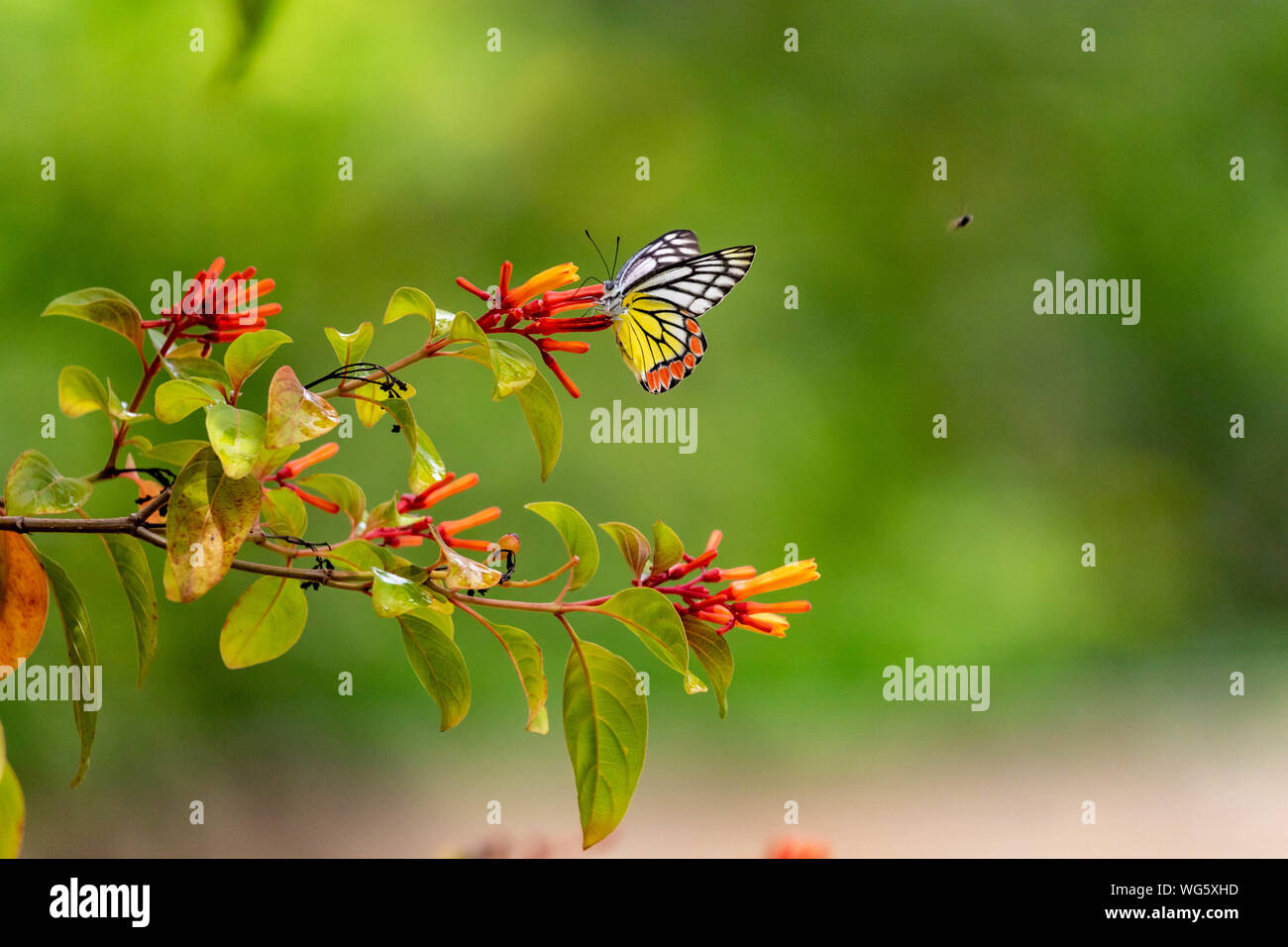 Meravigliosa farfalla su un fiore Foto Stock