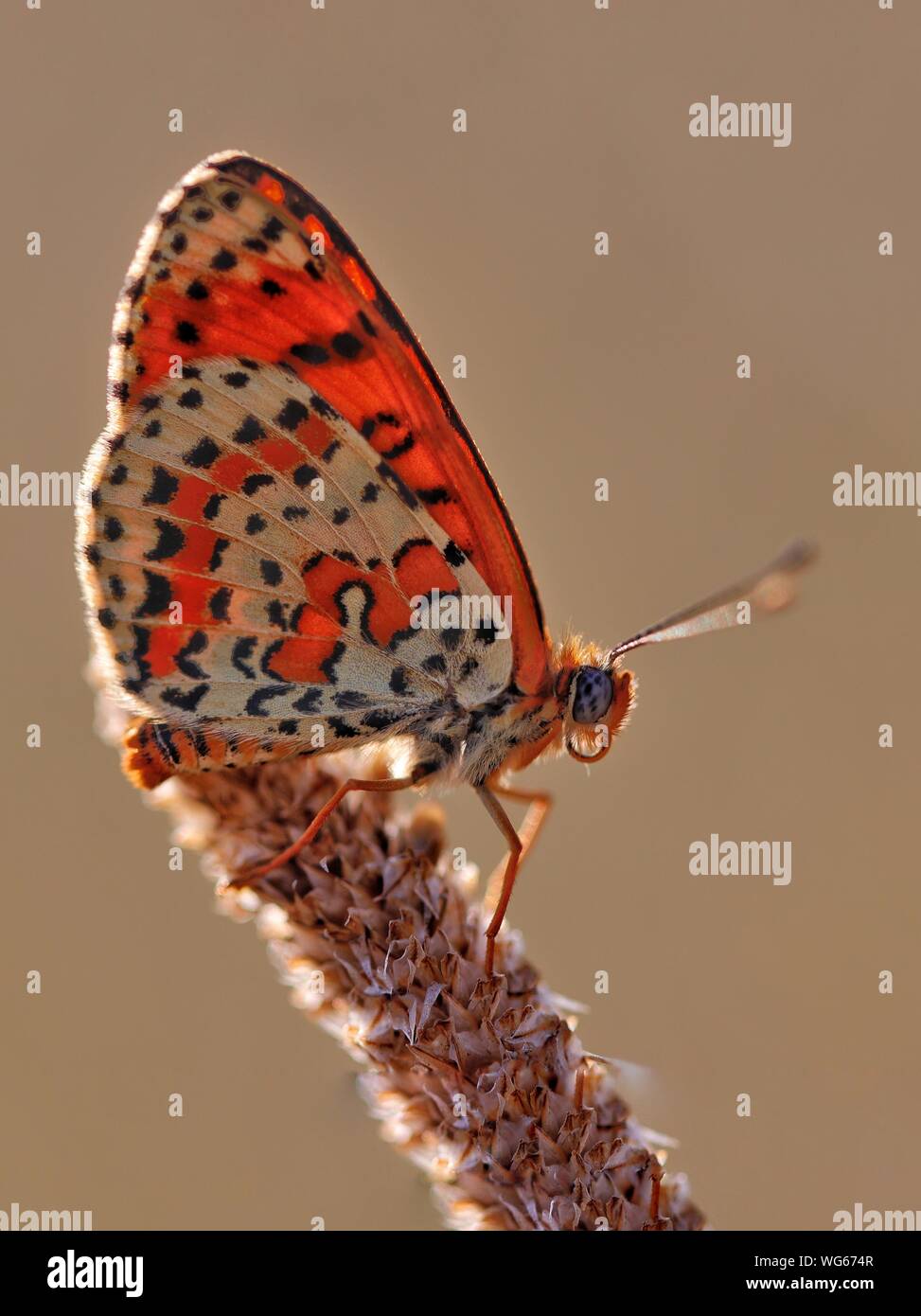 Un macchiato Fritillary Butterfly, Melitaea didyma appoggiata su di un fiore di erba nel tardo pomeriggio di sole. Foto Stock