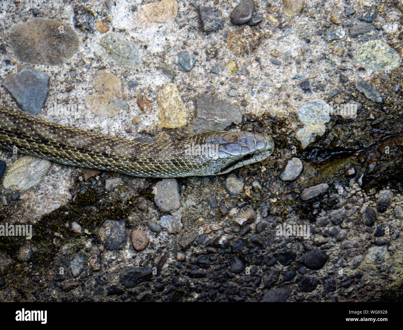 Un ratto giapponese serpente Elaphe climacophora, schlittert lungo il lato del piccolo headwater di Izumi fiume a Yokohama, Giappone. Foto Stock