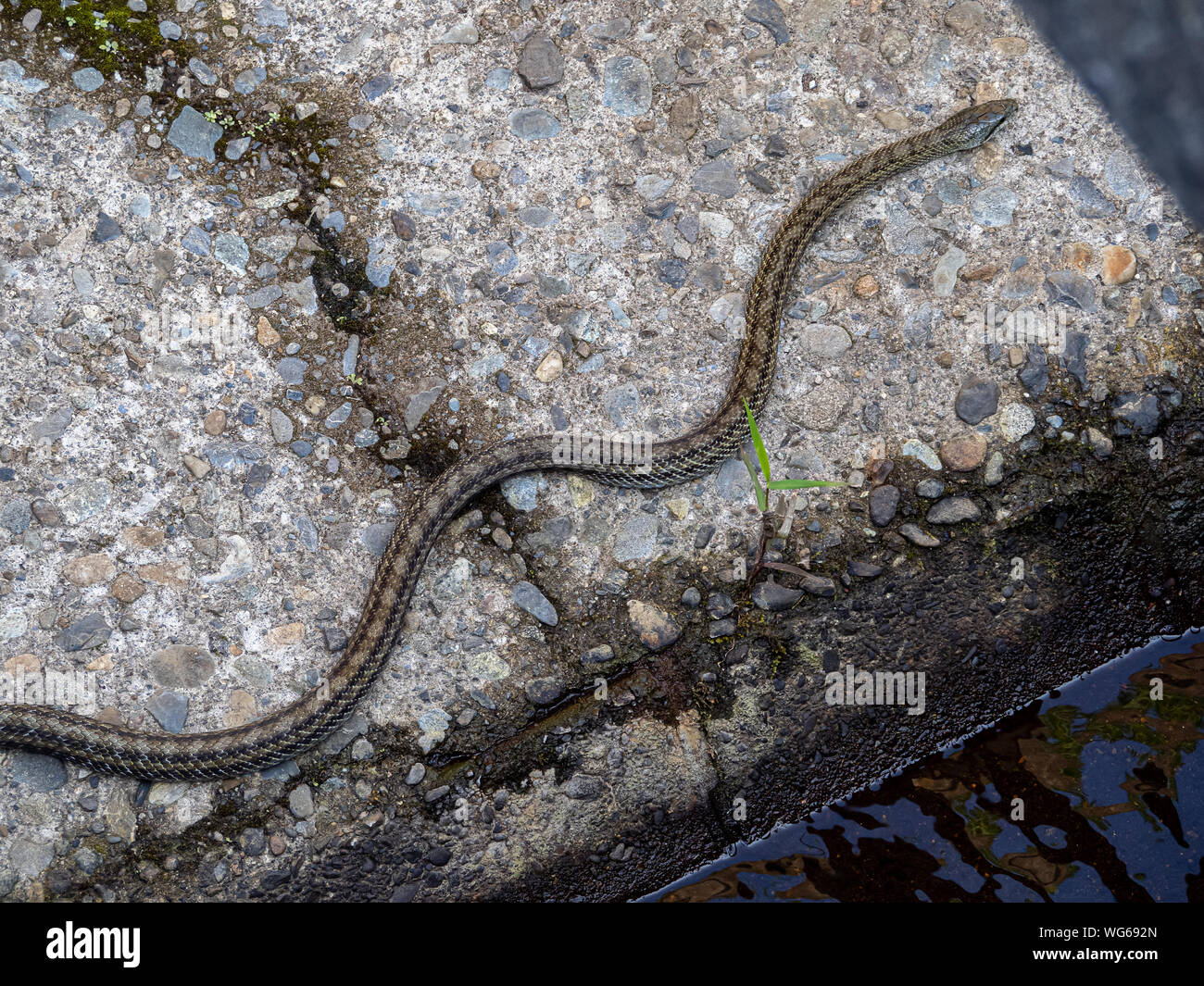 Un ratto giapponese serpente Elaphe climacophora, schlittert lungo il lato del piccolo headwater di Izumi fiume a Yokohama, Giappone. Foto Stock
