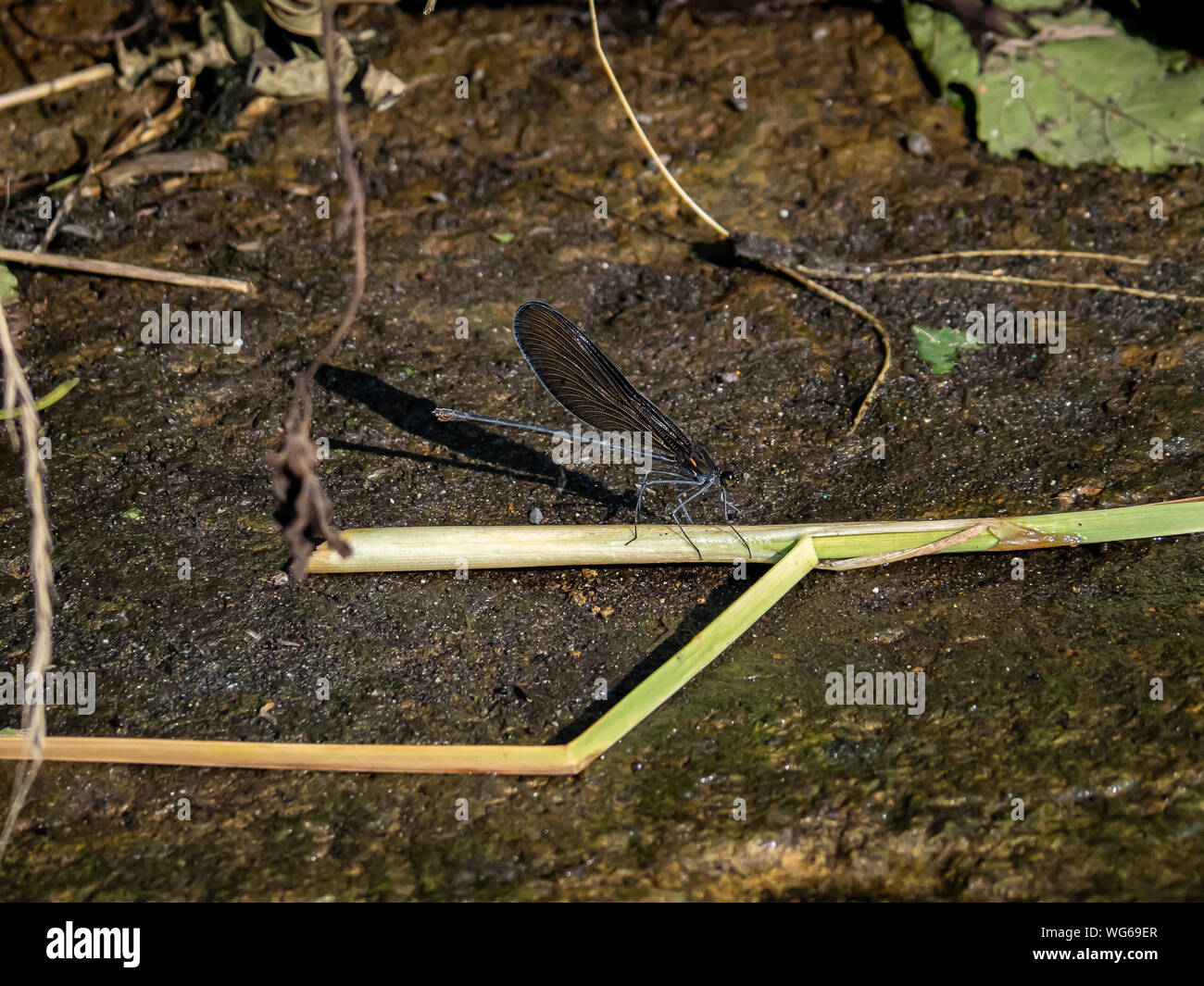 Una femmina Atrocalopteryx atrata fanciulla fly poggia su un fiume a Yokohama, Giappone. Foto Stock