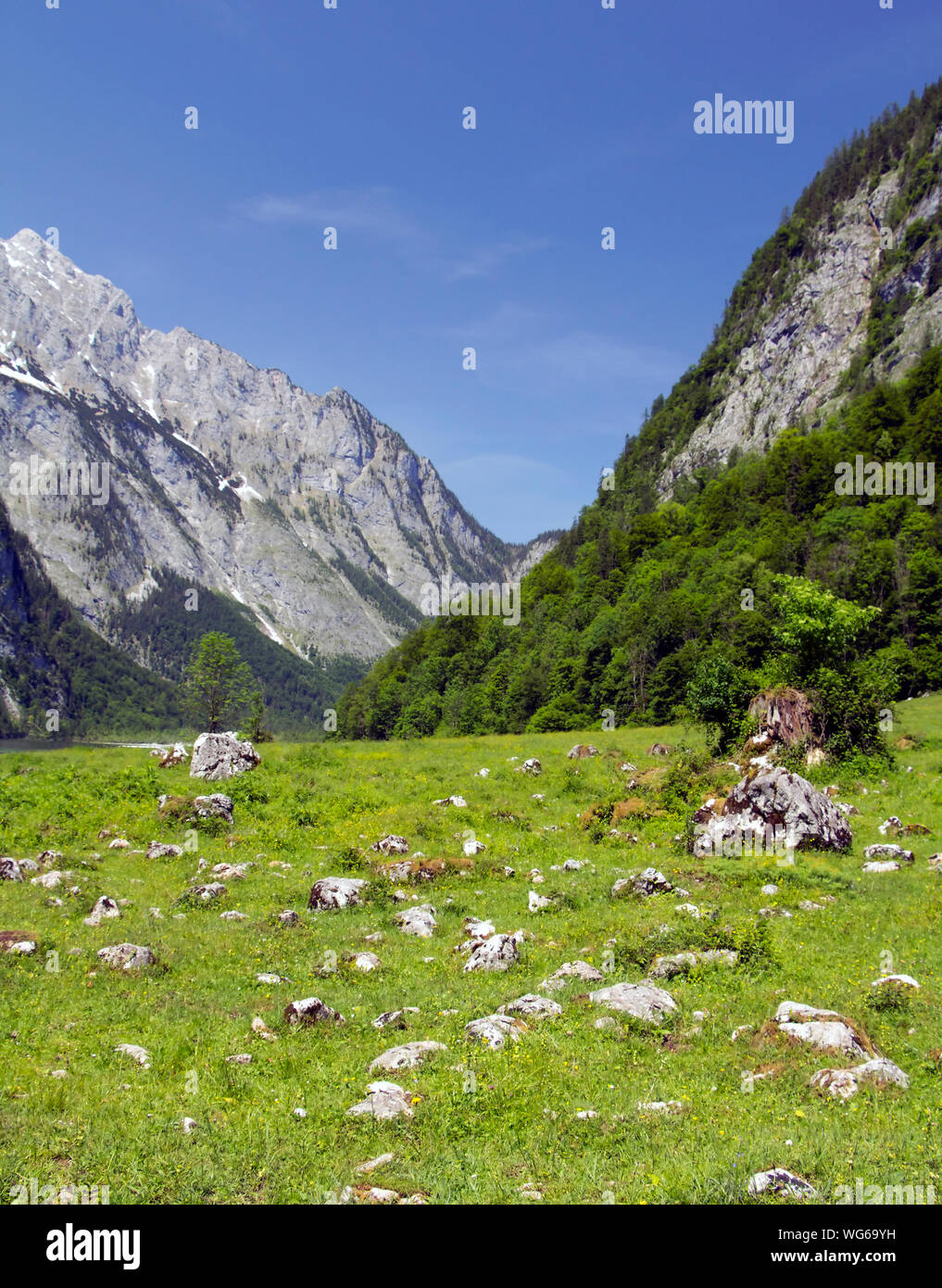 Prato Verde Alpi in montagna. Germania Baviera. Paesaggio estivo Foto Stock