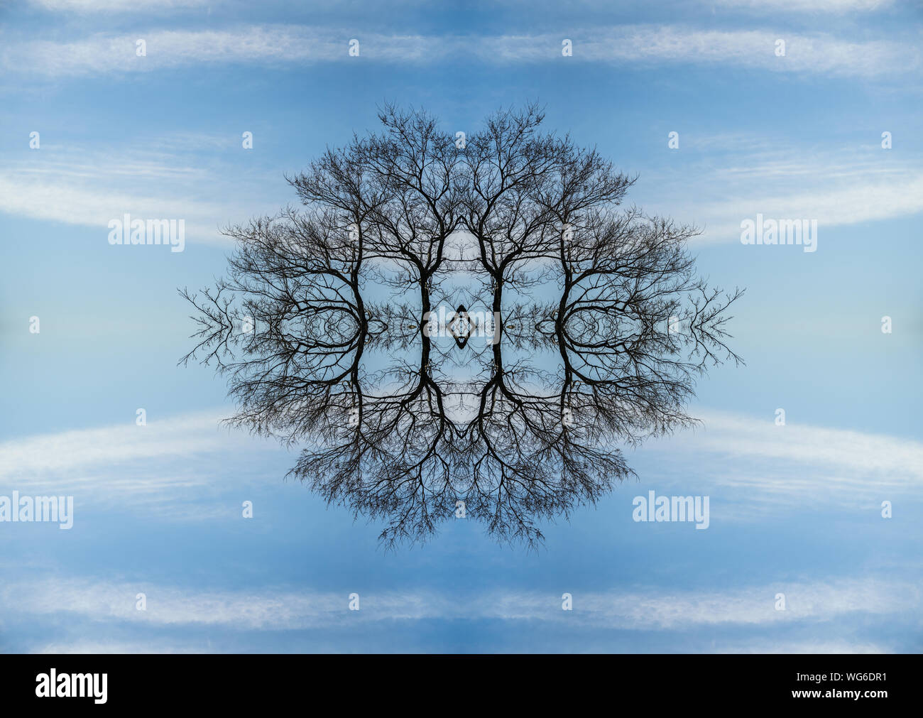 Ramo di albero silhouette - abstract background di simmetria. Foto Stock