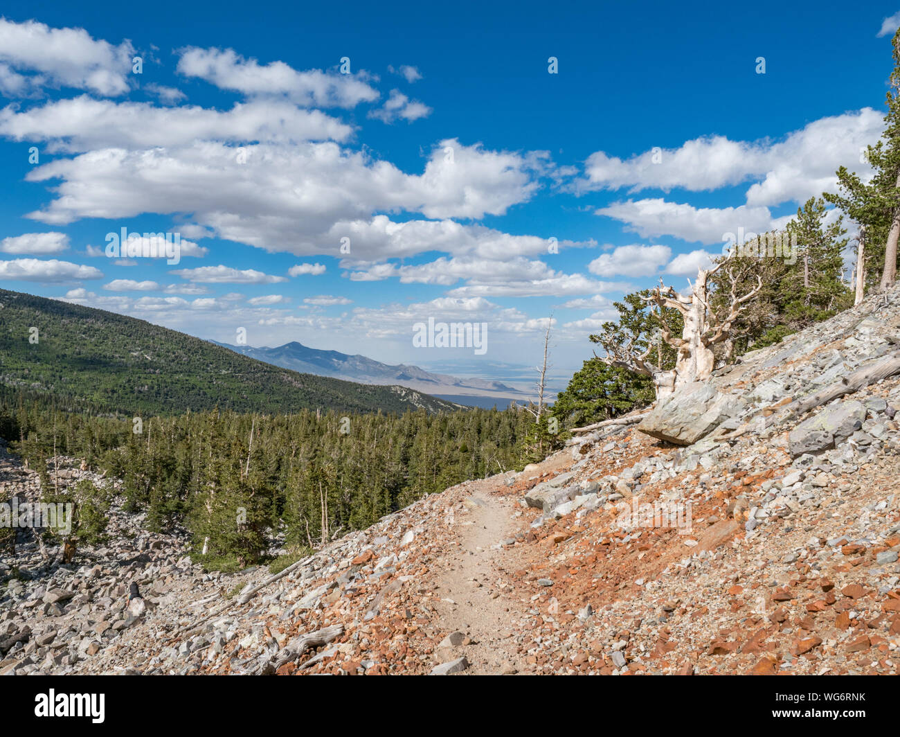 Pines di setole nel Big Basin National Park Foto Stock