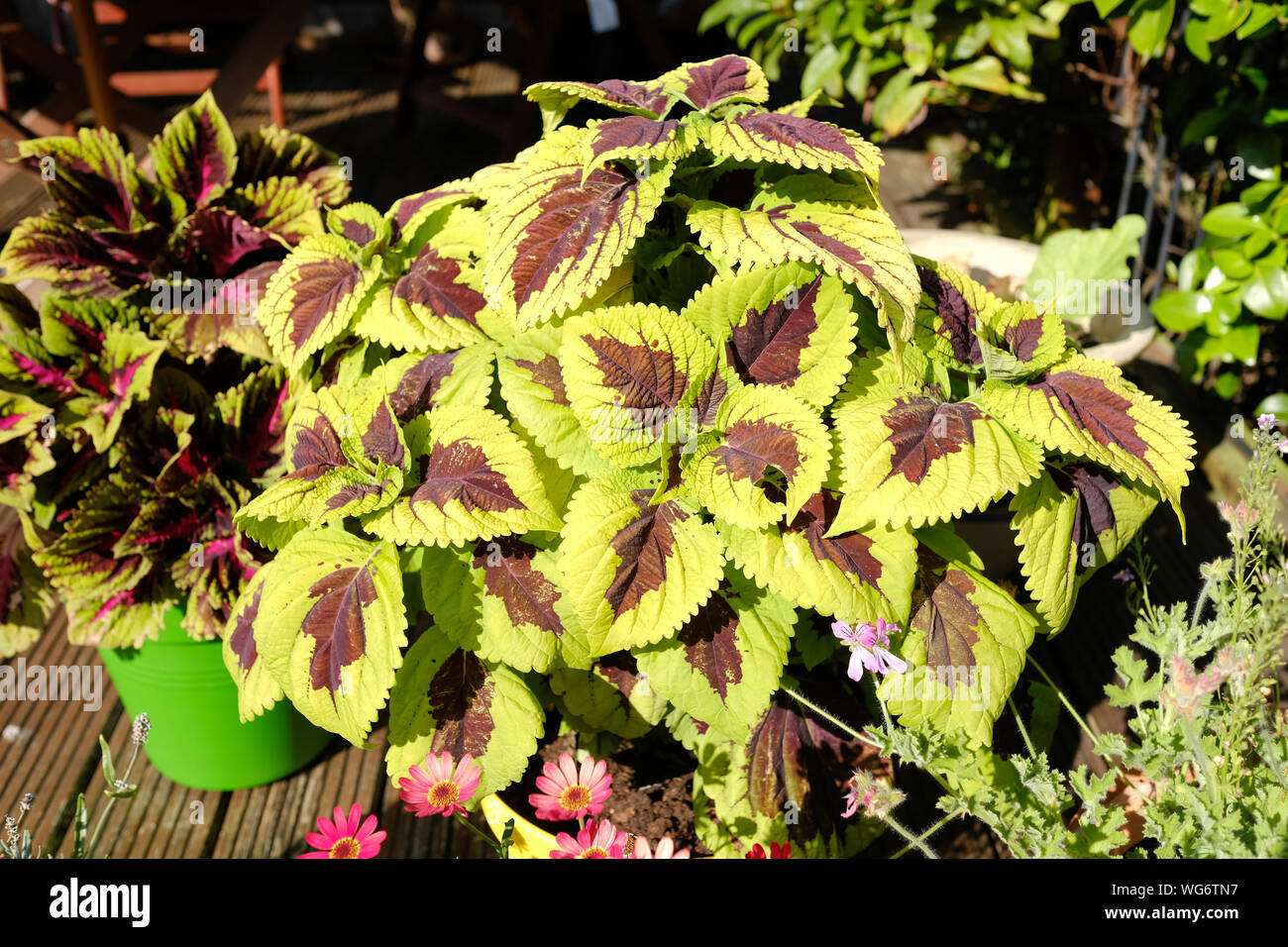 Agosto 2019 - variegato pianta di giardino scutellarioides Coleus Foto Stock