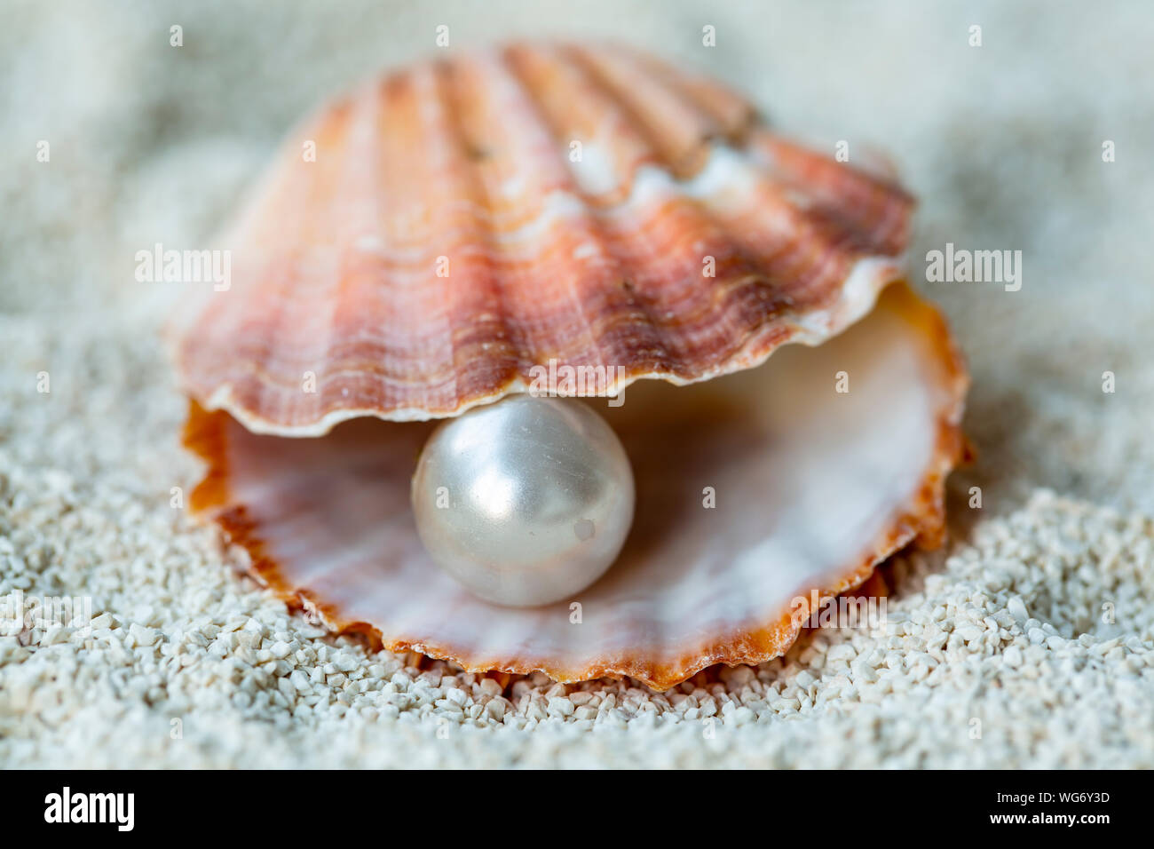 Pearl e guscio di ostrica. Moda e gioielli Concept Foto Stock