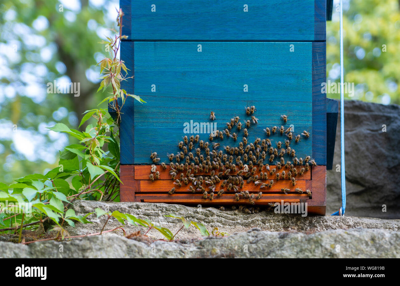 Un alveare con api essendo attivo sul fronte entrata durante una giornata di primavera. Foto Stock