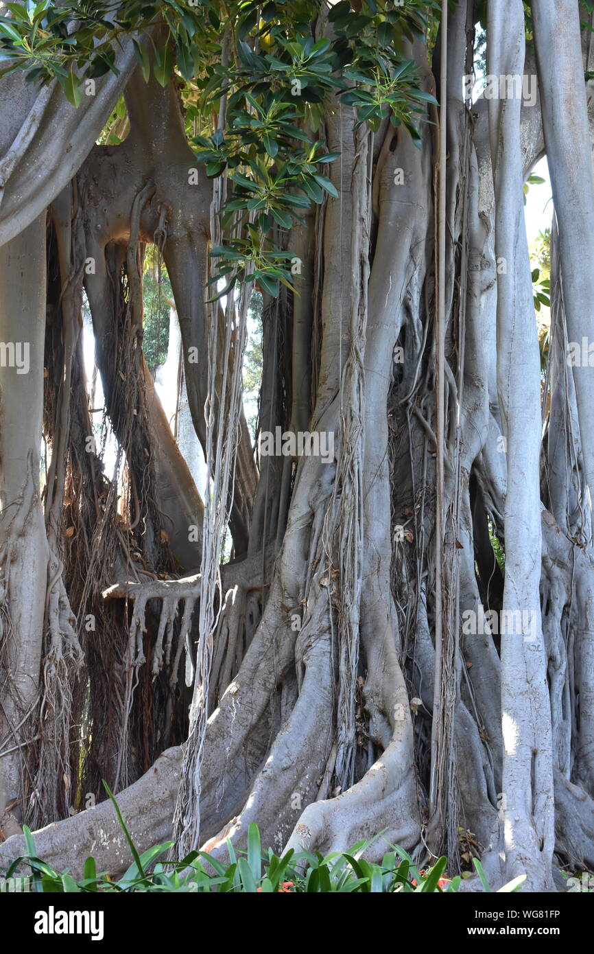 Il grande tronco radici aeree di un strangler fig Ficus macrophylla Foto Stock