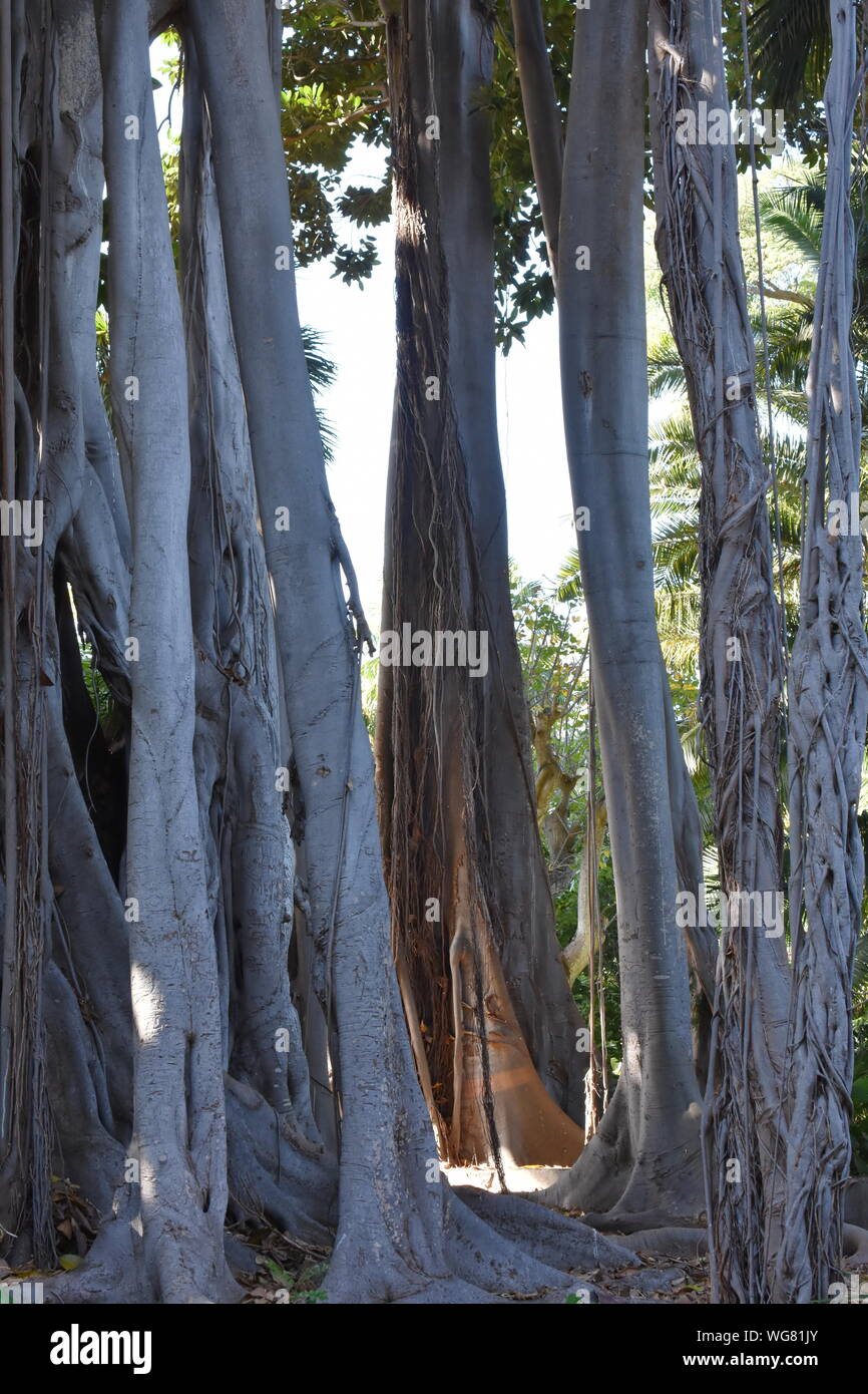 Il grande tronco radici aeree di un strangler fig Ficus macrophylla Foto Stock
