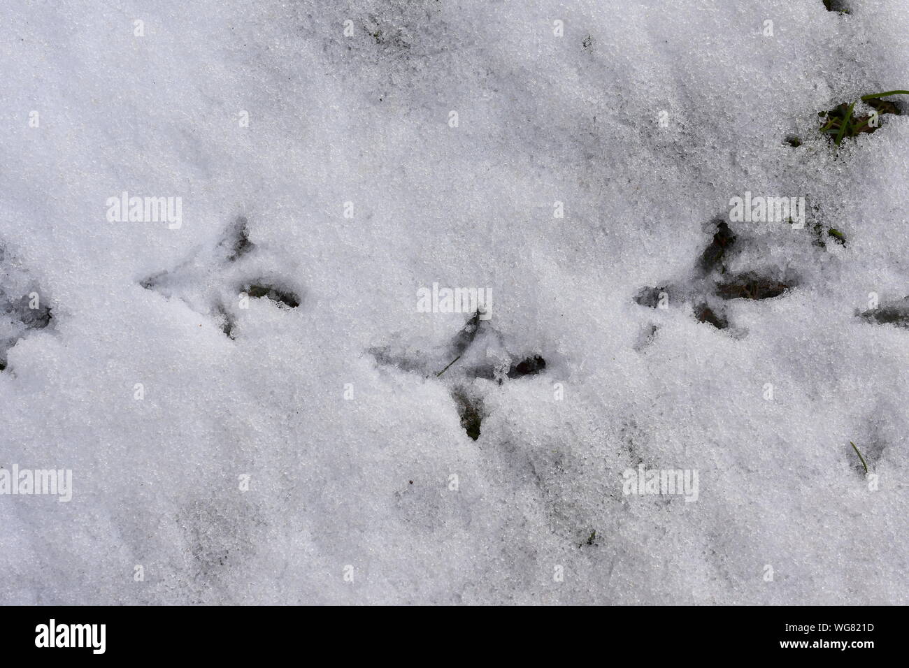 Gli uccelli via sulla neve Foto Stock