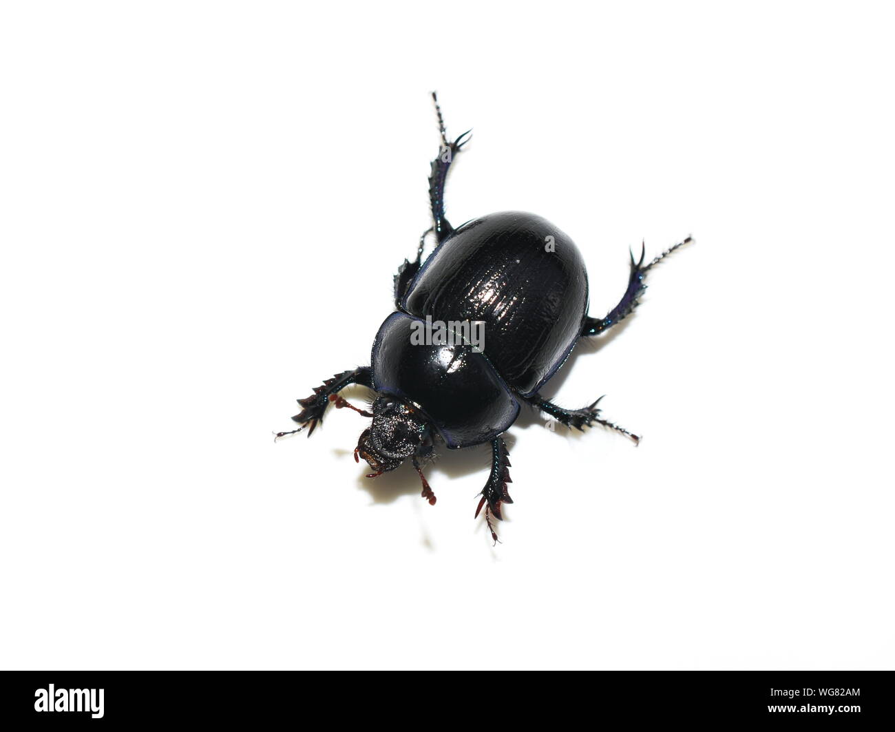 Lo sterco beetle Anoplotrupes stercorosus isolati su sfondo bianco Foto Stock
