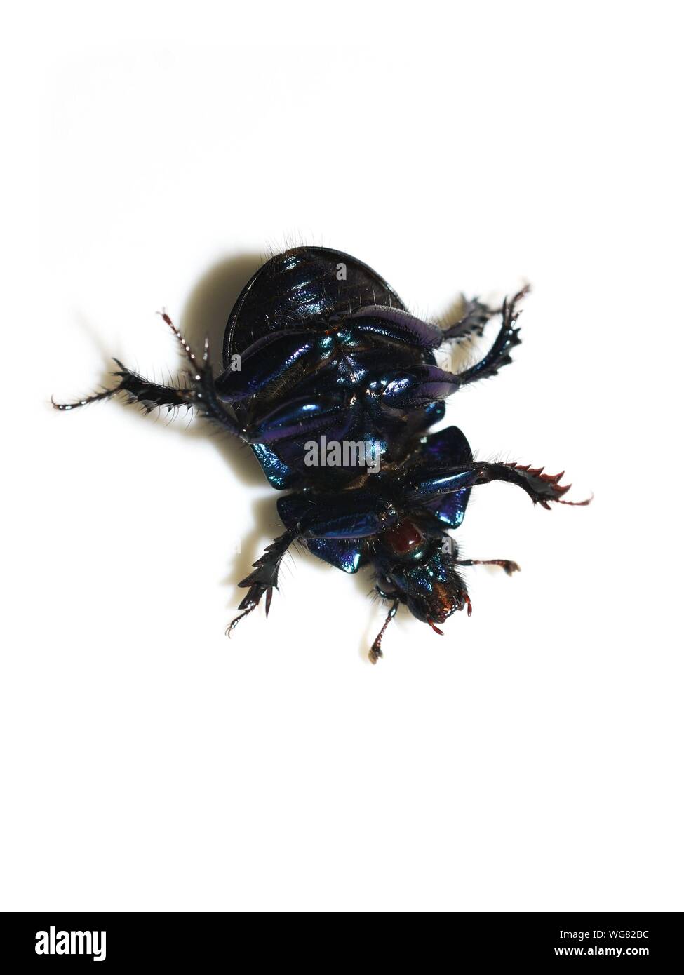 Lo sterco beetle Anoplotrupes stercorosus recante sulla sua parte posteriore che mostra la parte inferiore lucido Foto Stock