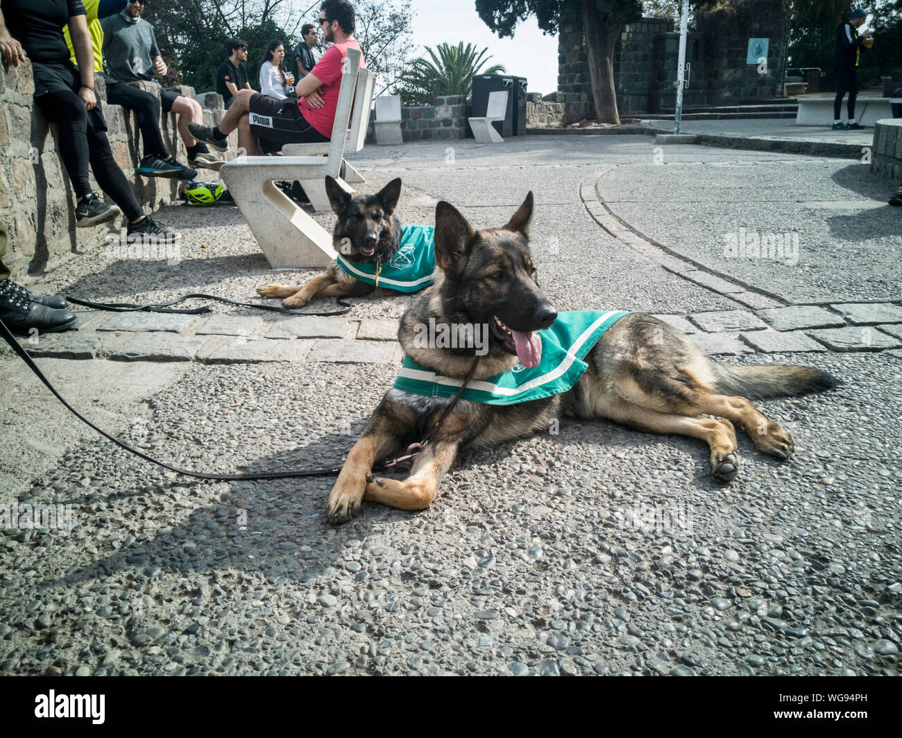 Felice pastore tedesco cani di polizia a Santiago del Cile Foto Stock