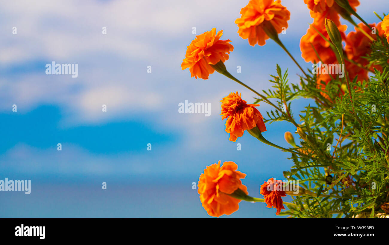 Un mare meraviglioso sfondo marigold messa a fuoco selezionata Foto Stock