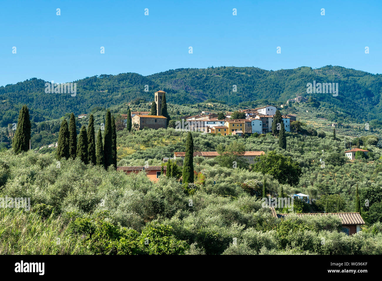 Paesaggio rurale da Buggiano Castello, storica cittadina vicino a Montecatini e Pistoia, Toscana, Italia, con alberi di olivo. Foto Stock