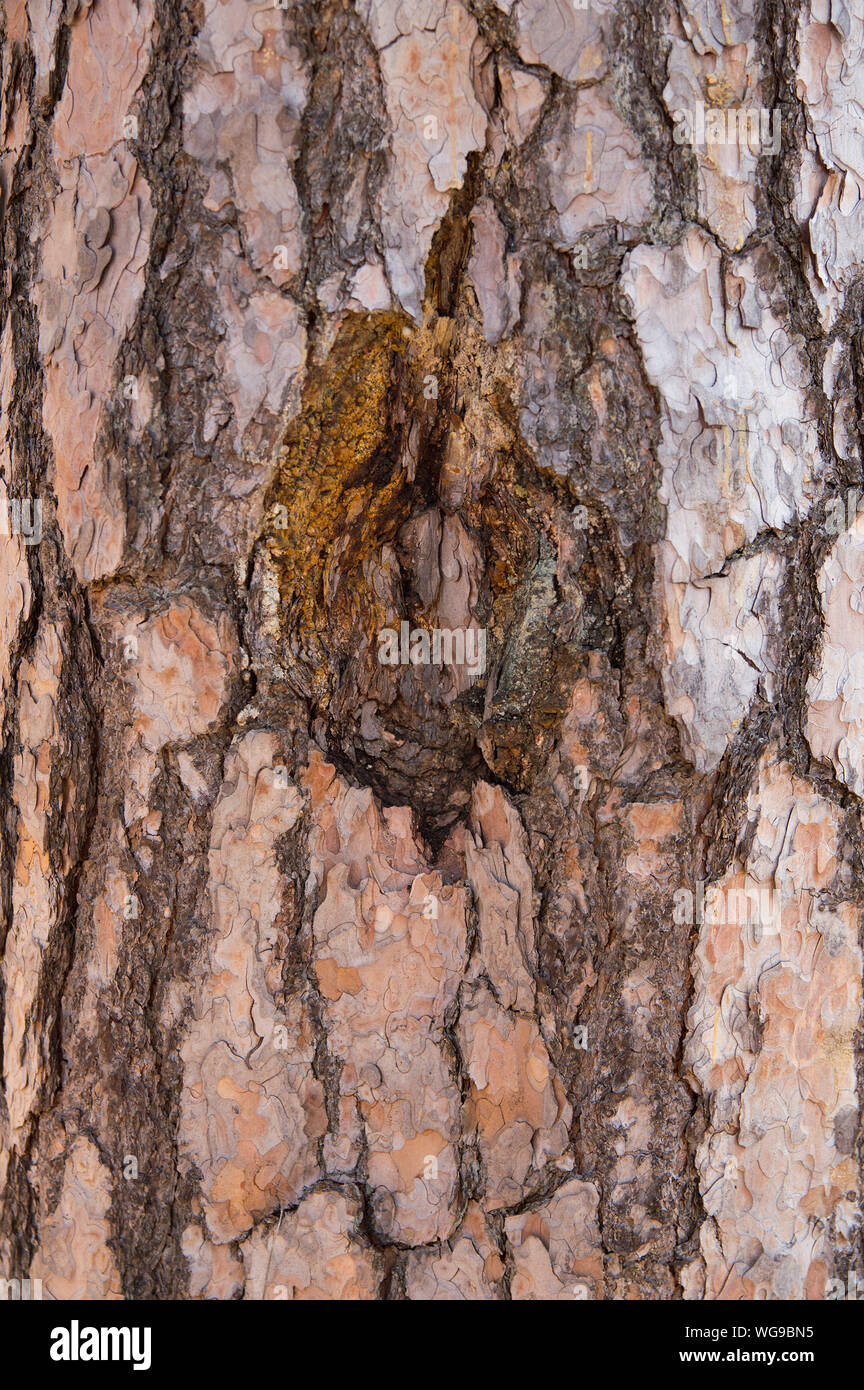 La consistenza della corteccia di un albero di grandi dimensioni pine Foto Stock