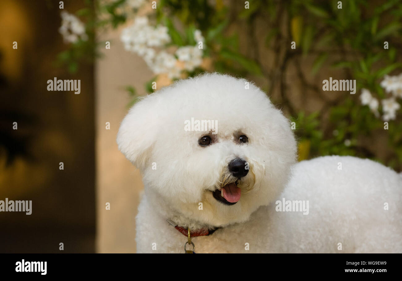 Close-up di cane bianco in piedi all'aperto Foto Stock