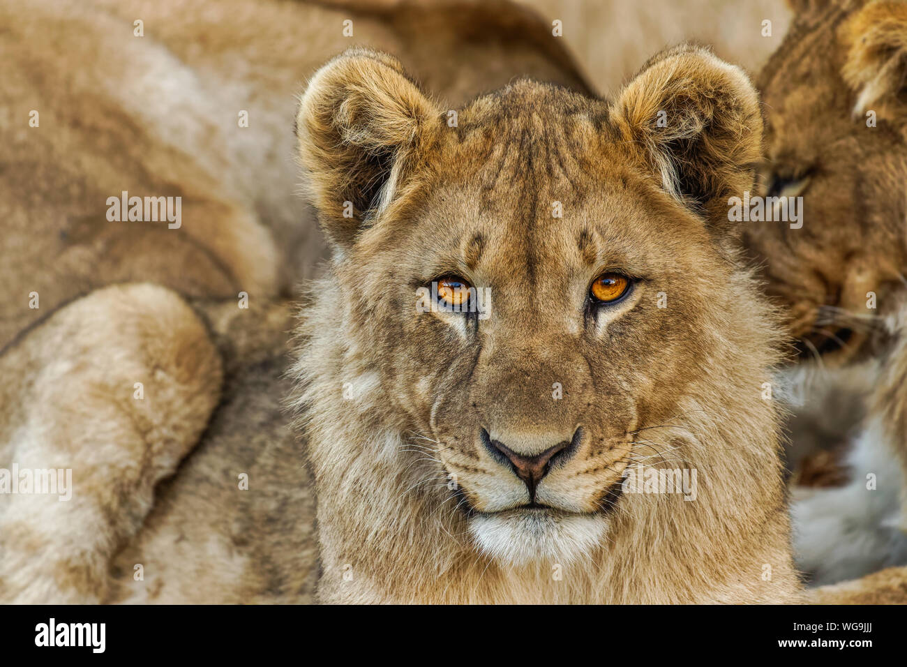 Un giovane leone ( Panthera Leo) cercando nella fotocamera, Ongava Riserva Privata ( vicino di Etosha), Namibia. Foto Stock