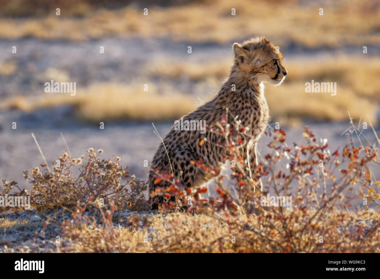 Un ritratto di un ghepardo cub ( Acinonyx jubatus) seduto in luce spettacolari, Onguma Game Reserve ( Vicino di Etosha National Park), Namibia. Foto Stock