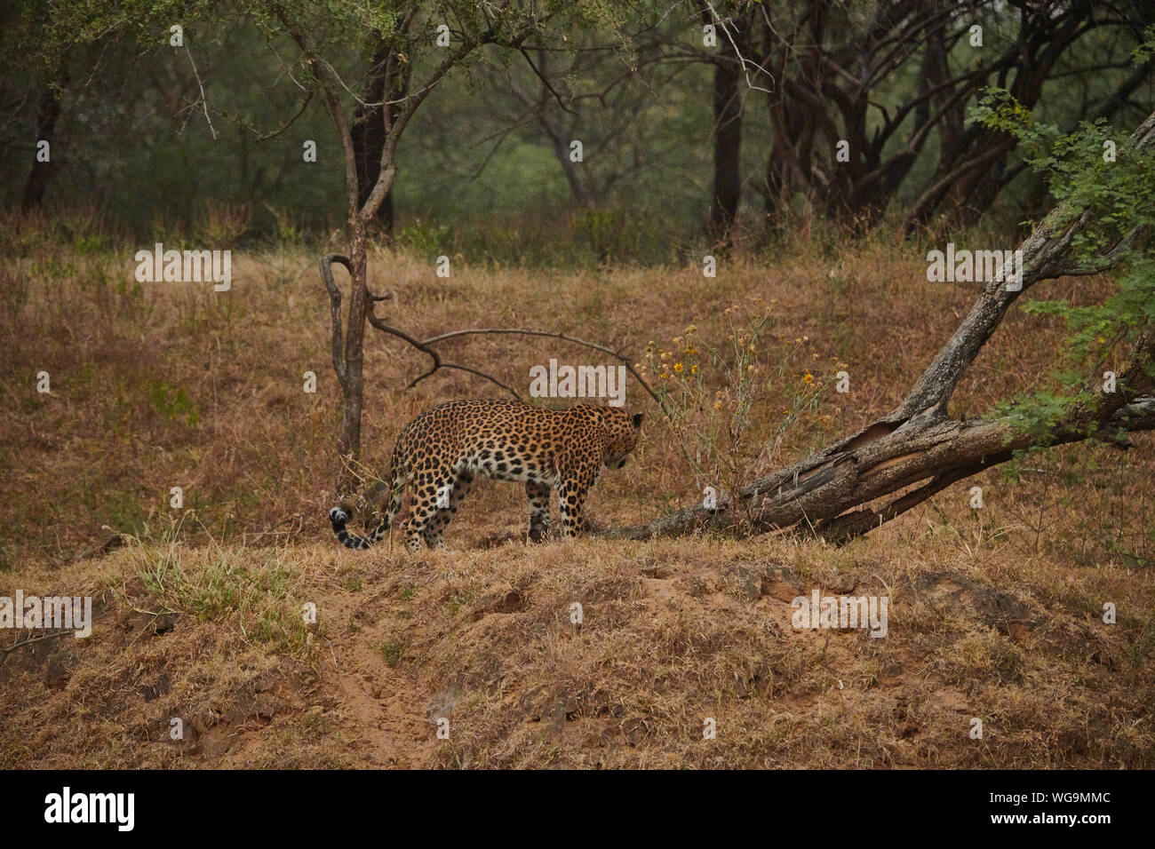 All'interno del Jhalana Leopard santuario, situato all'interno della città di Jaipur. Foto Stock