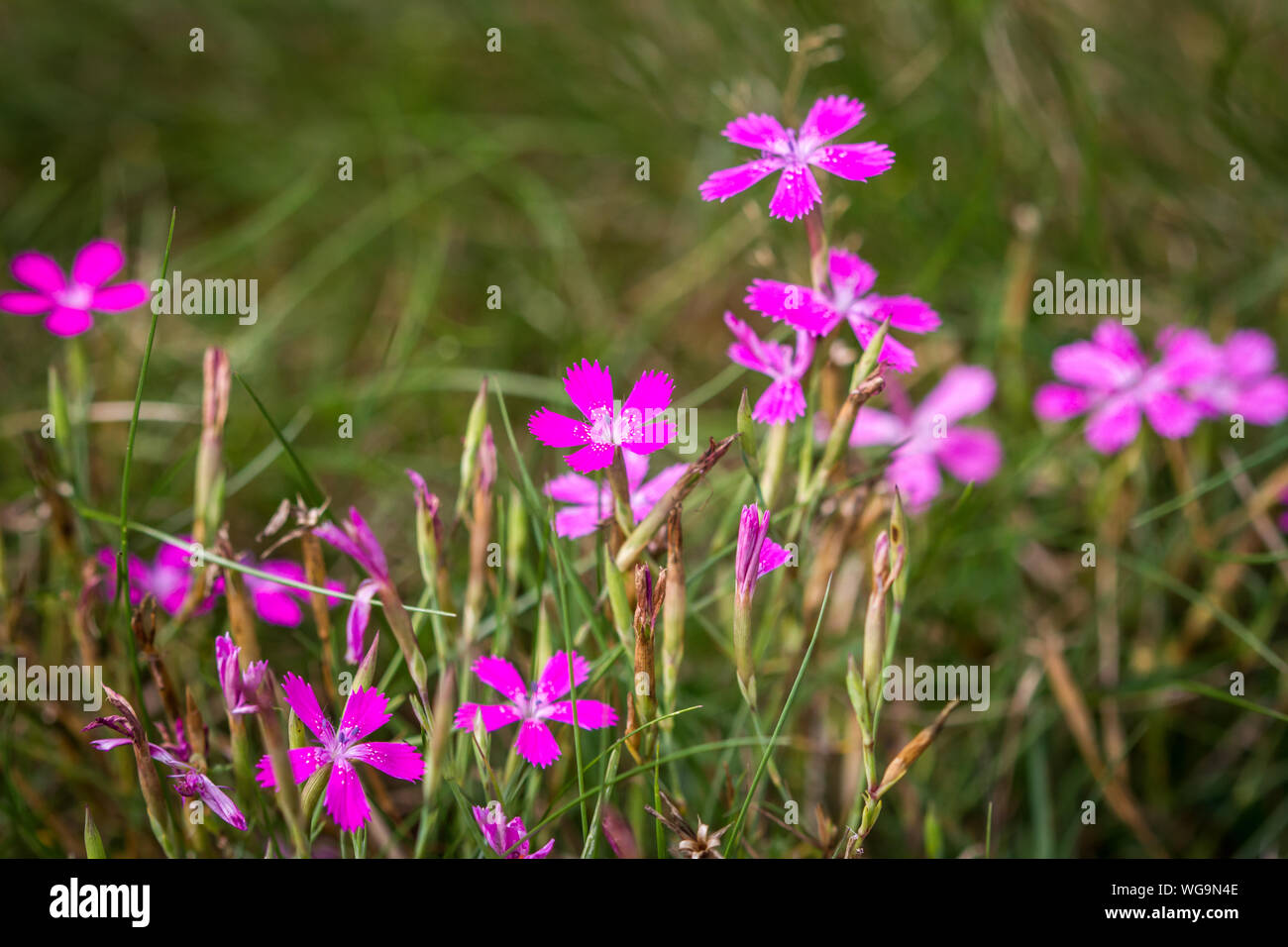 Dianthus carthusianorum (Certosini) rosa Foto Stock