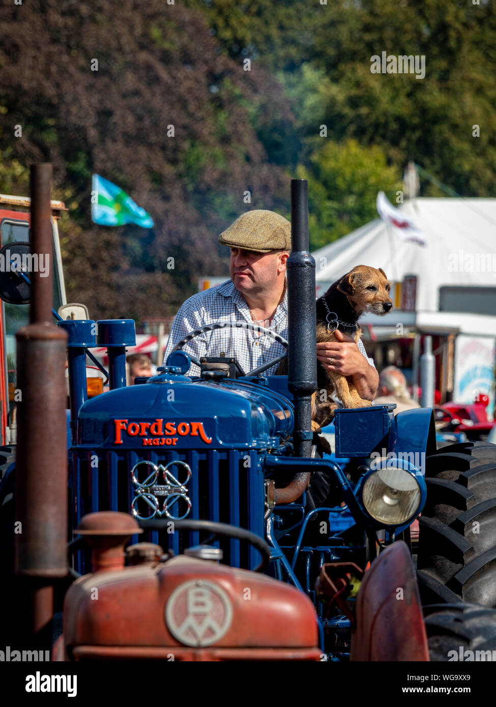 Uomo con cane sul Fordson vintage trattore a spettacolo all'aperto Foto Stock