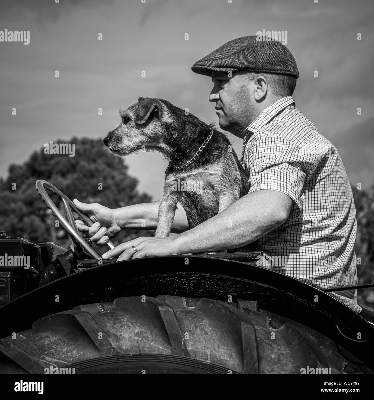 Uomo con cane sul trattore vintage Foto Stock