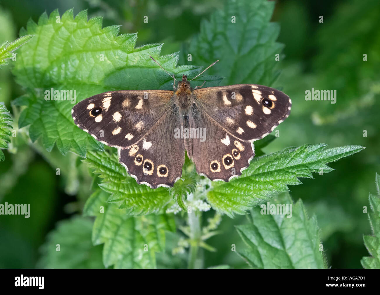 Appena emerso screziato legno butterfly (Pararge aegeria) appoggiato con alette aperte su un ortica pianta Foto Stock