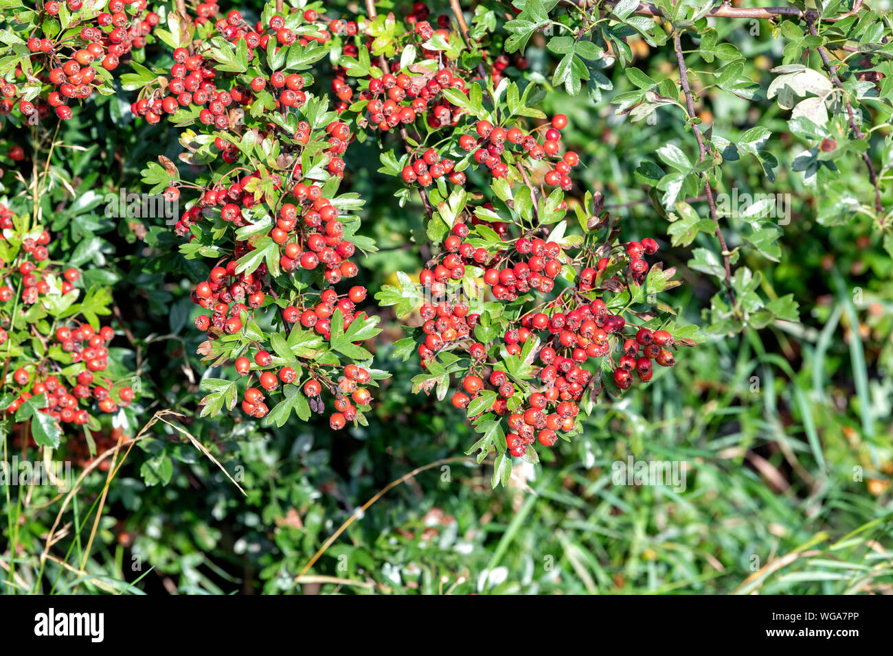 Una boccola di biancospino è coperto in una massa di colore rosso brillante bacche noto come Haws Foto Stock