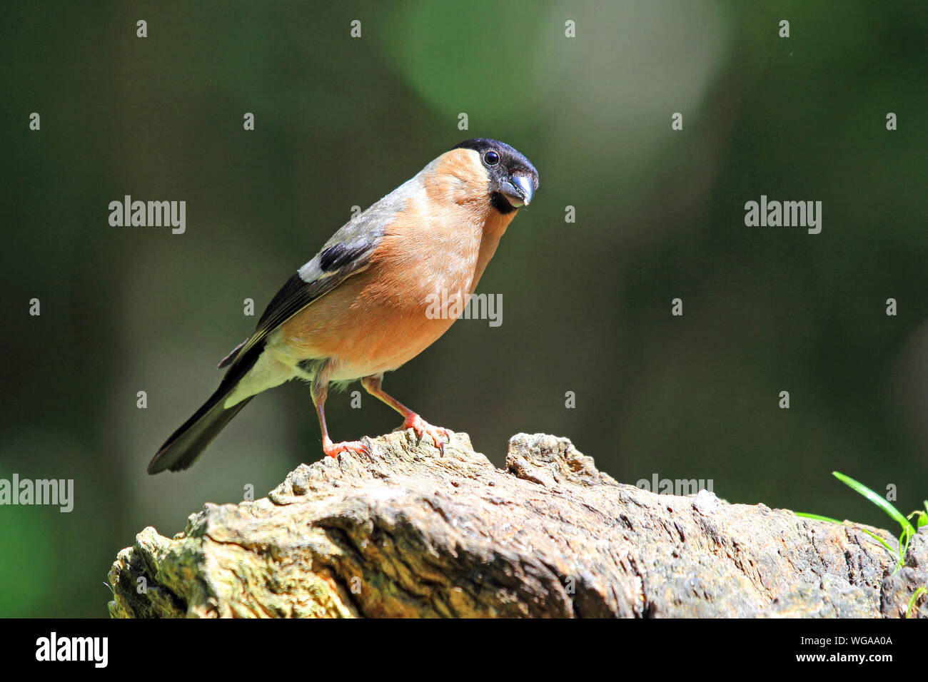 Bullfinch maschio (Pyrrhula Pyrrhula) Foto Stock