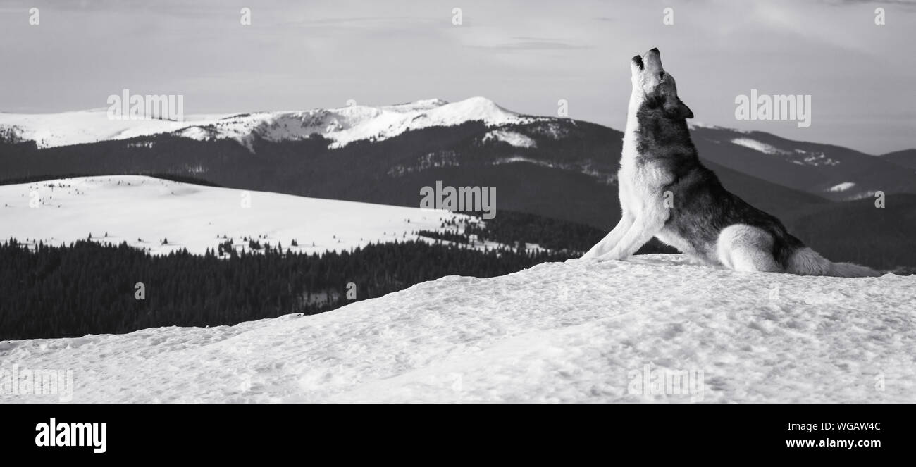 Vista laterale del Cane Lupo sulla neve coperto Campo contro Sky Foto Stock