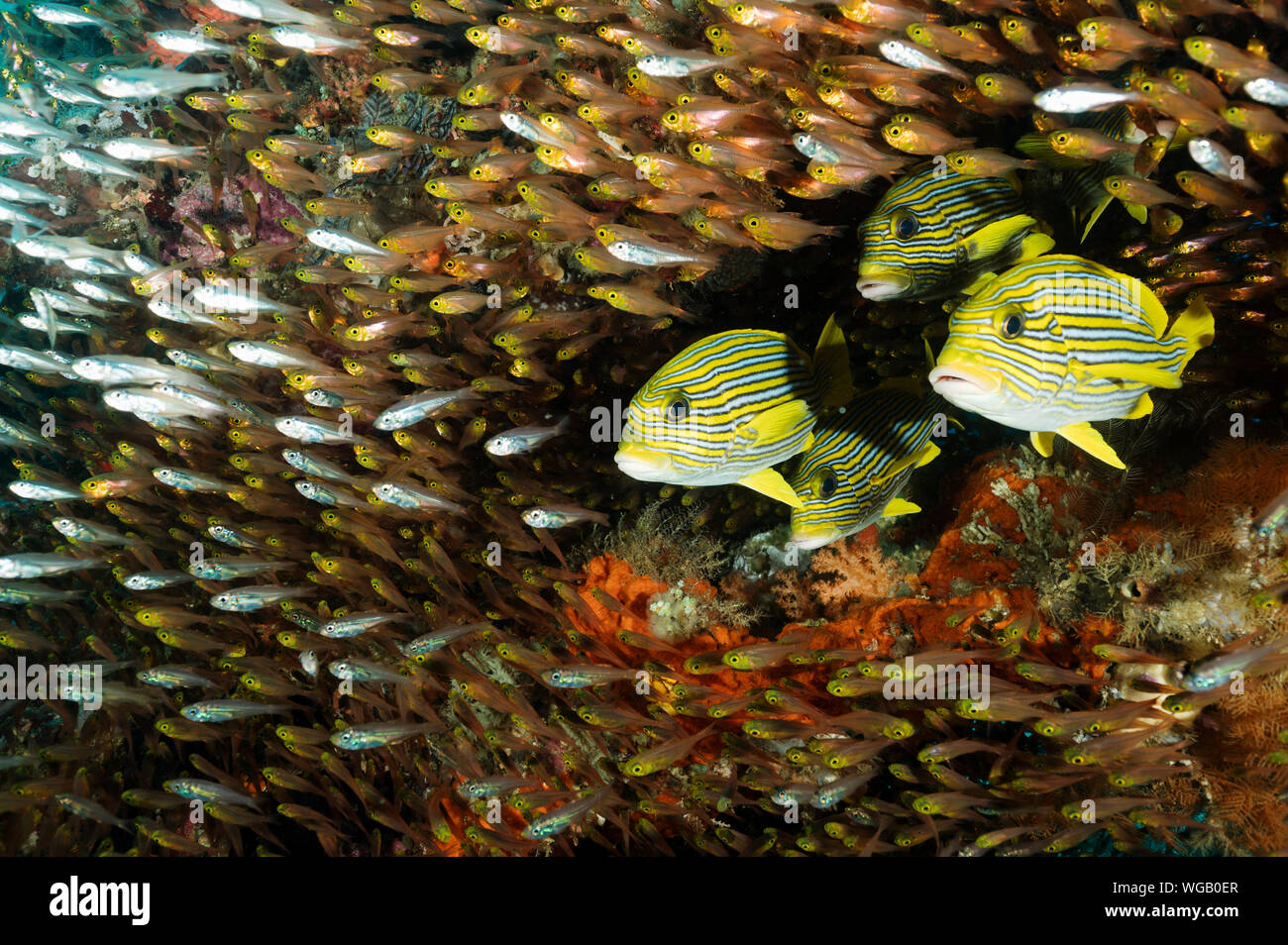 Coloratissimo reef scenic con nastro sweetlips, Plectorhinchus polytaenia e golden spazzatrici, Parapriacanthus ransonneti Raja Ampat Indonesia. Foto Stock