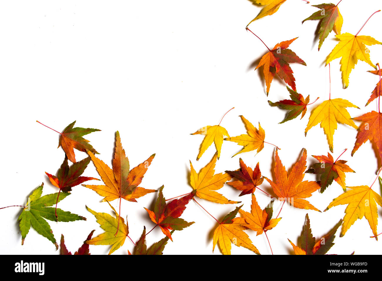 Foglie di autunno su uno sfondo bianco con spazio di copia Foto Stock