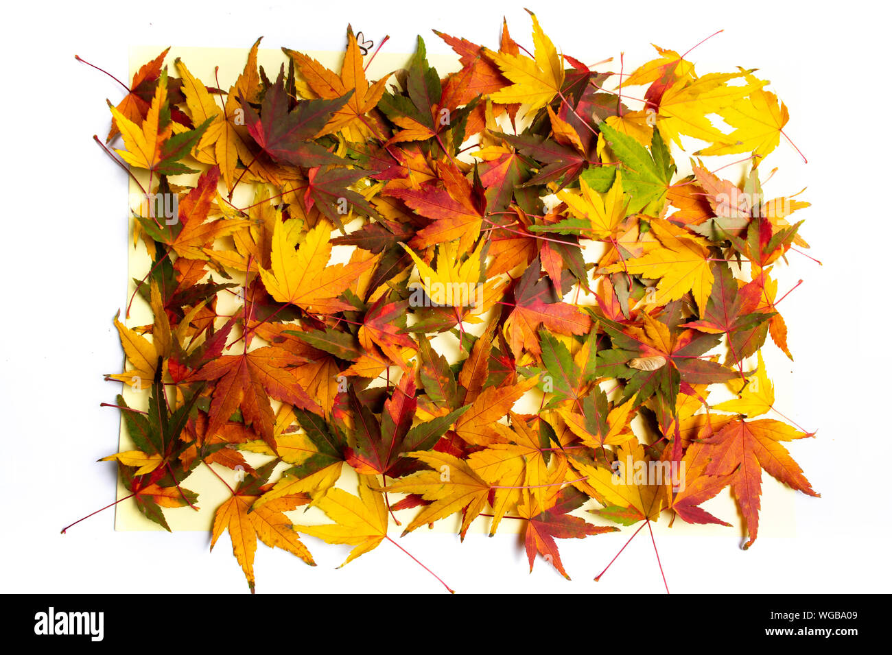 Foglie di autunno su uno sfondo bianco con spazio di copia Foto Stock