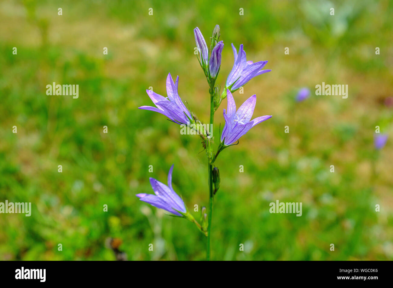 La Campanula Foto Stock