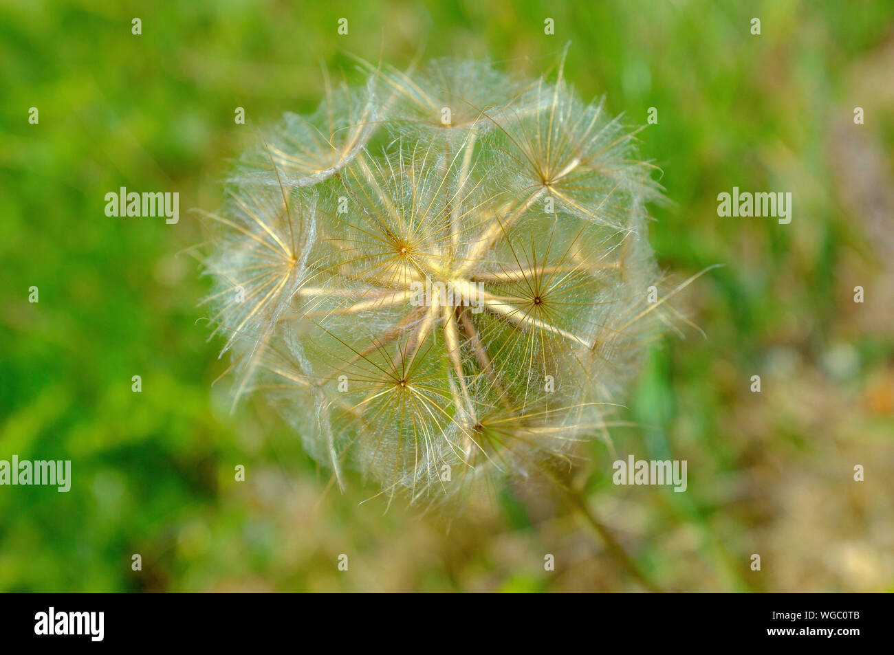 Dente di Leone Foto Stock