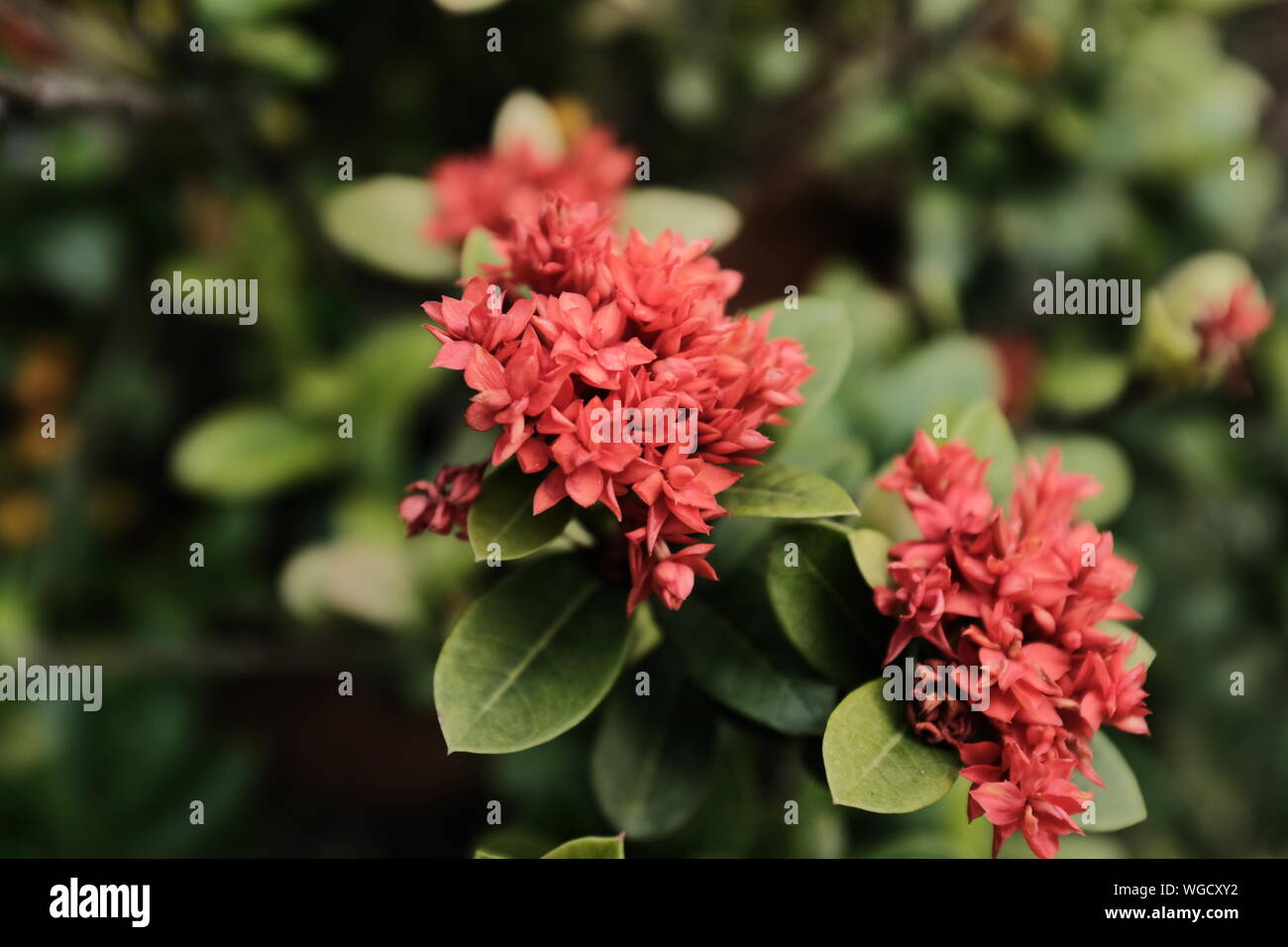 Fiori di colore rosso. Ixora coccinea, noto anche come fiamma di boschi o jungle geranio Foto Stock