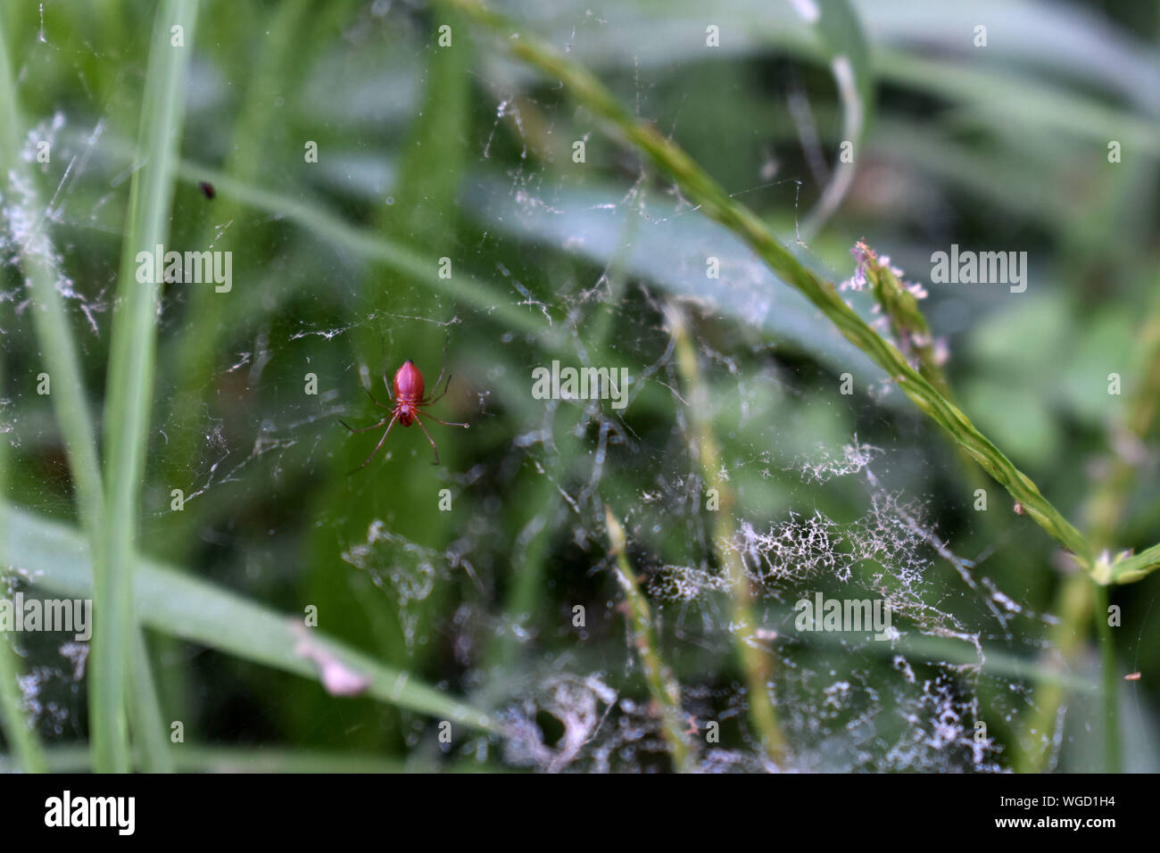 Ragno rosso appoggiato capovolto sul web. Foto Stock