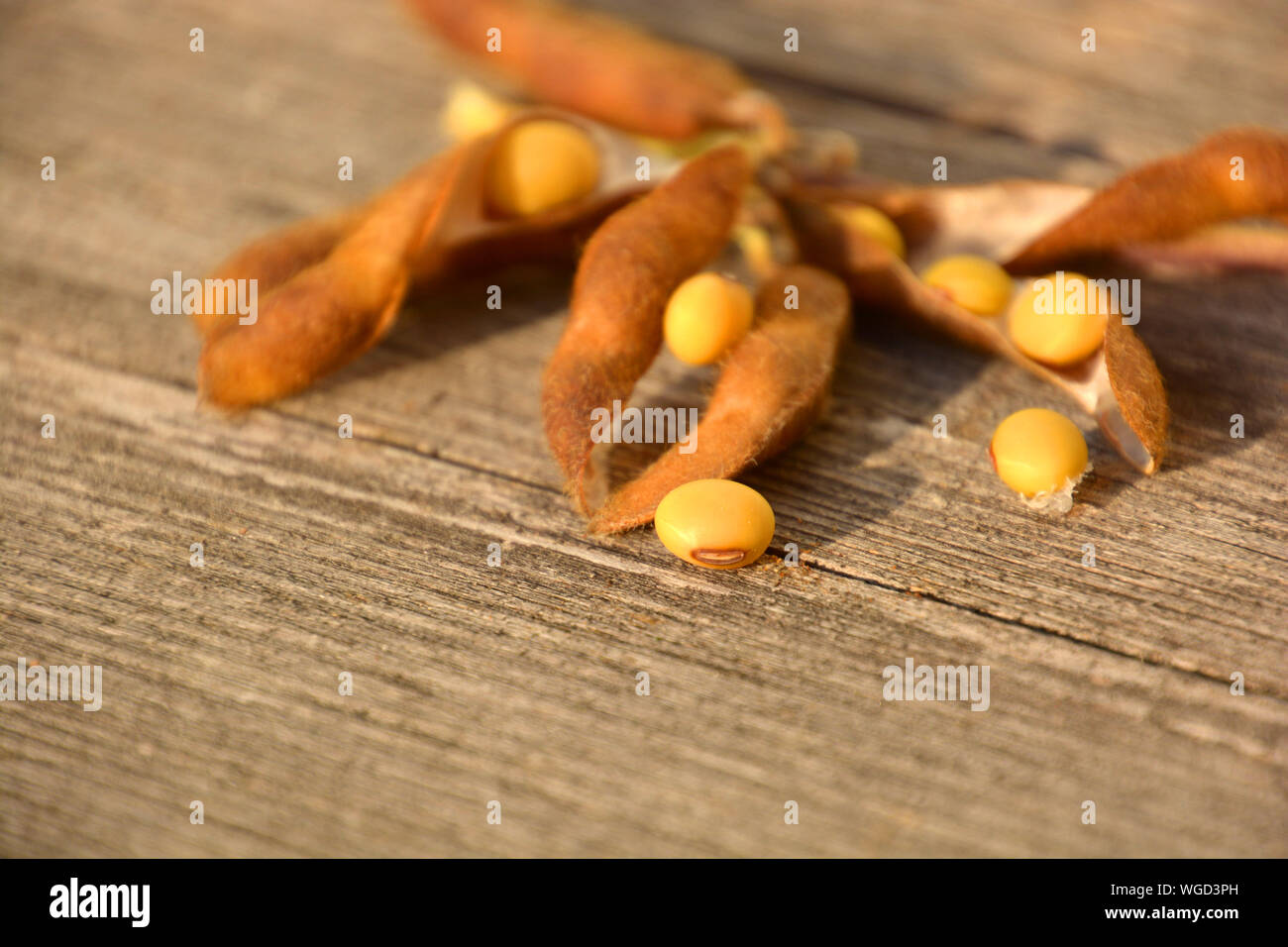 Fagioli di soia sfocate con open pods macro shot, i semi di soia con cialde aperto sul pavimento in legno dopo il raccolto in autunno Foto Stock