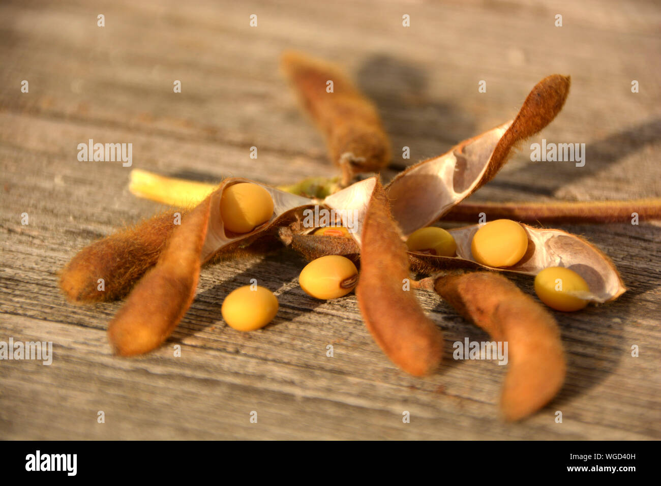Giallo maturo la soia con cialde aperto macro shot, i semi di soia con cialde aperto sul pavimento in legno dopo il raccolto in autunno Foto Stock