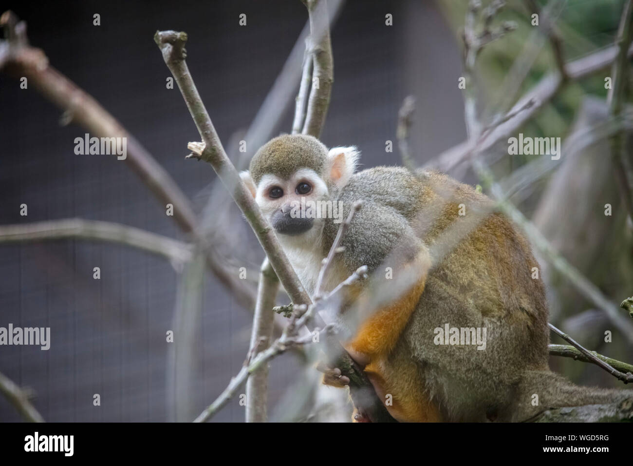Scimmia di scoiattolo - Cotswold Wildlife Park 2019 Foto Stock
