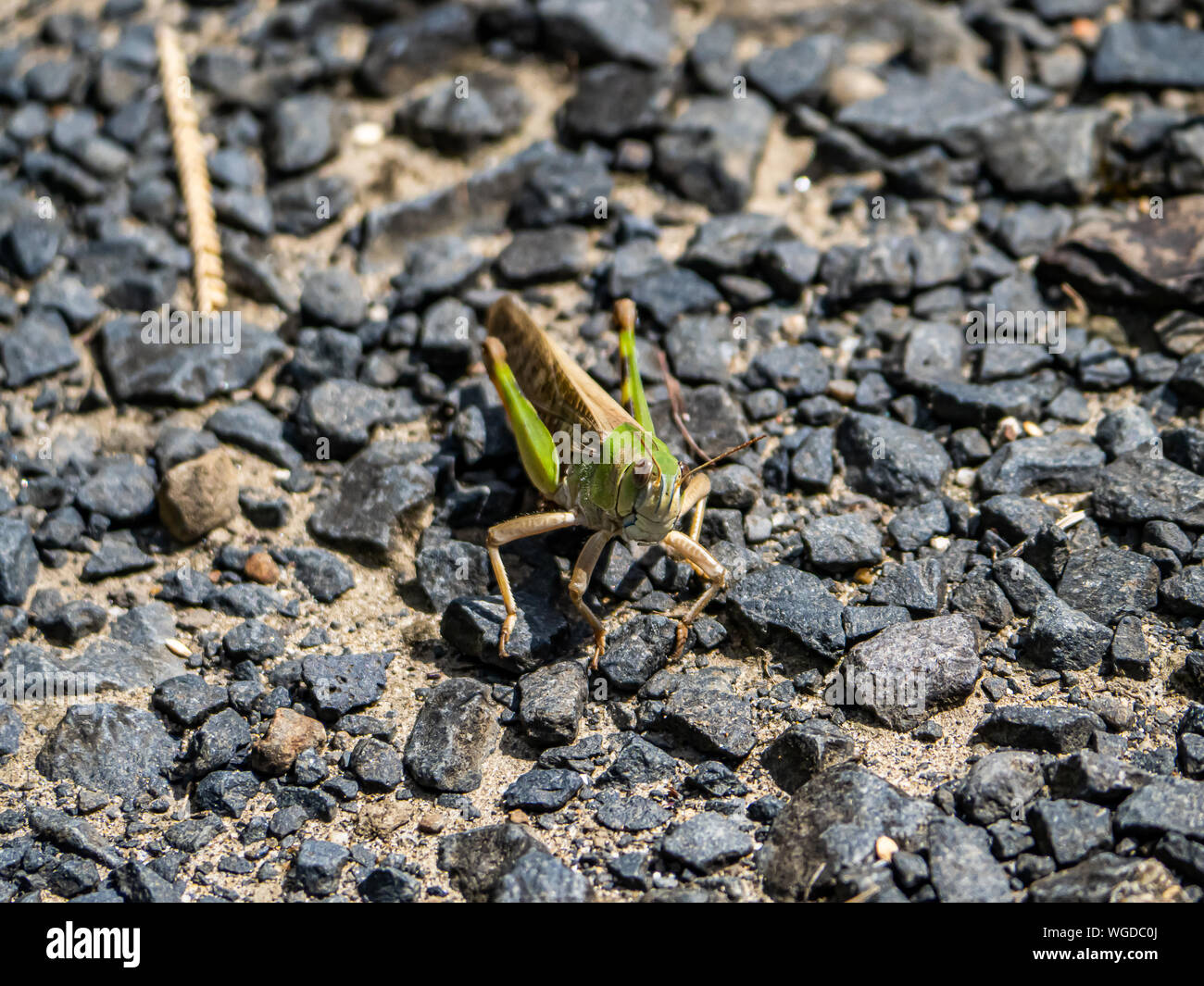 Un giapponese di locusta migratoria, Locusta migratoria manilensis, si siede su un lastricato sentiero accanto a un campo aperto nel villaggio di Saza, Giappone. Foto Stock