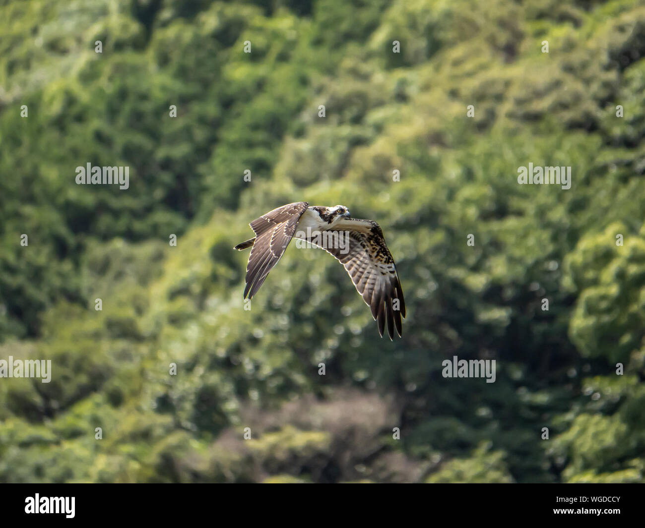 Un western osprey, Pandion haliaetus, vola sopra il fiume Saza nella Prefettura di Nagasaki, Giappone. Foto Stock