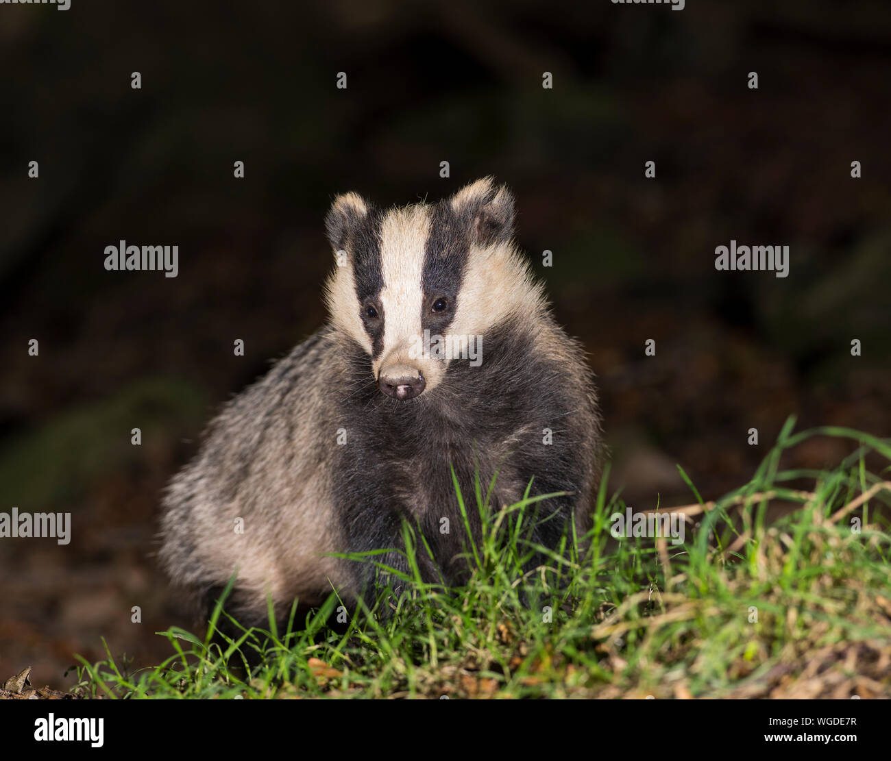 Vicino la foto di un giovane Badger/brock (Meles meles) di notte guardando dritto in avanti. Foto Stock