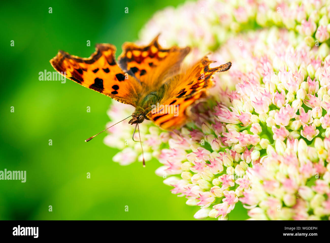 Virgola butterfly UK alimentazione su un fiore di Sedum. Polygonia c-album con la sua linguetta fiori di indagine. Foto Stock