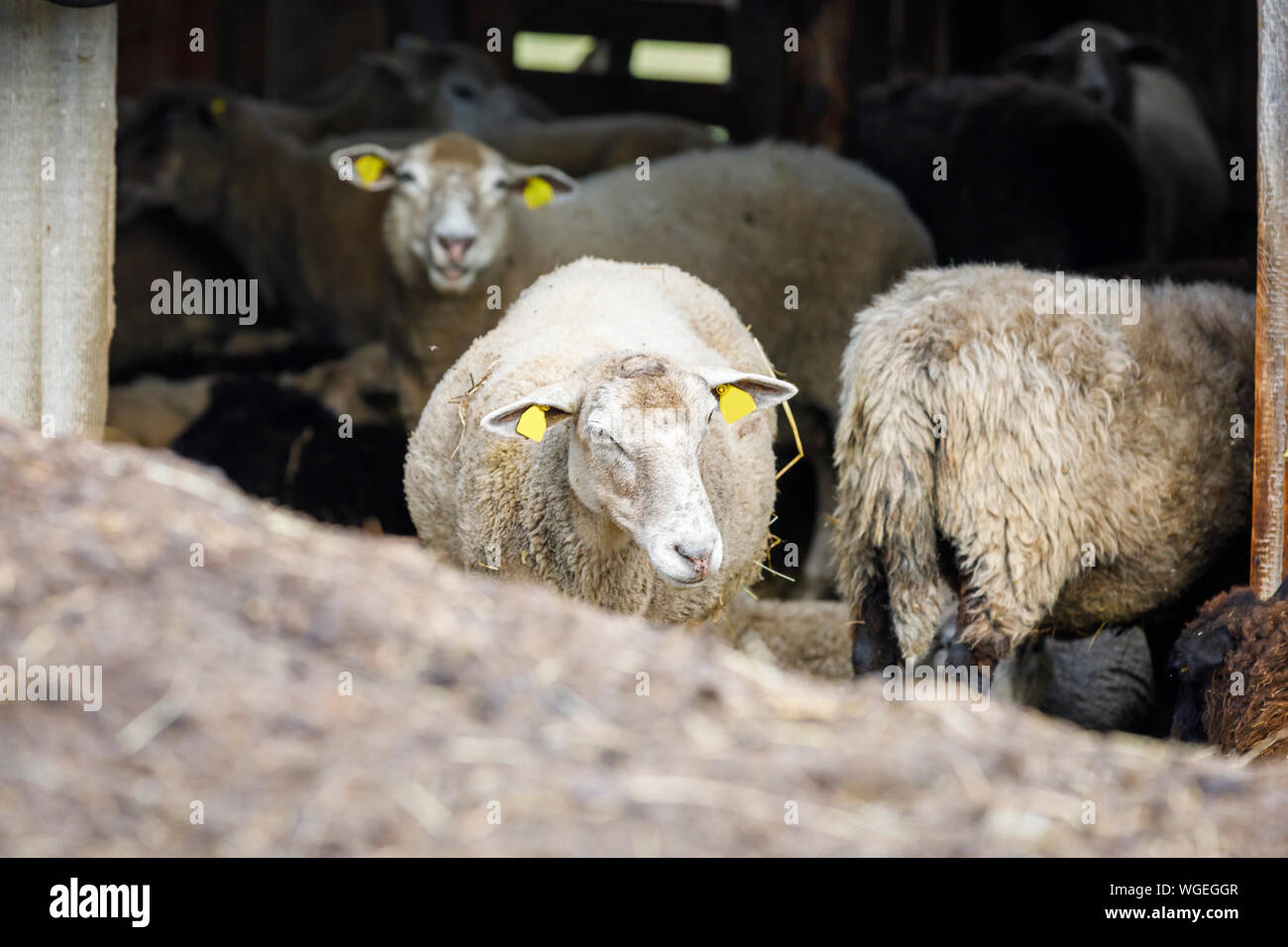 Pecore con del fieno e del letame nella parte anteriore del granaio Foto Stock